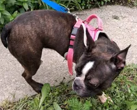 *Breeder Reduction* Begonia (pending), a female Boston Terrier for sale in Bunker Hill, IL – 2 of 6