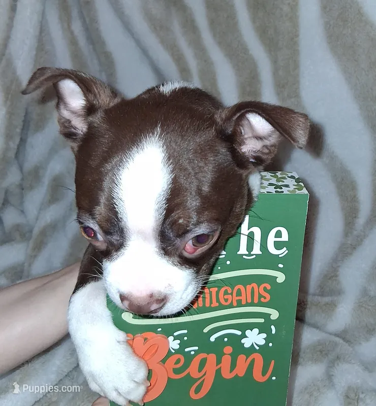 Boy #1 – Boston Terrier puppy for sale in Bunker Hill, IL