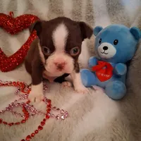 Boy #1, a male Boston Terrier for sale in Bunker Hill, IL – Photo 3 of 5