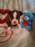 Boy #1, a male Boston Terrier for sale in Bunker Hill, IL – Photo 1 of 3