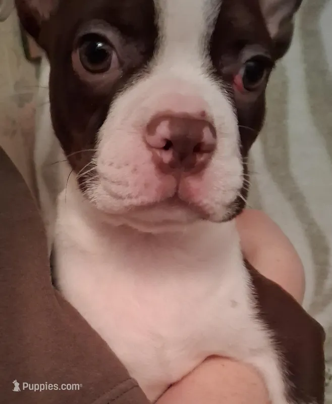 Boy #1 – Boston Terrier puppy for sale in Bunker Hill, IL