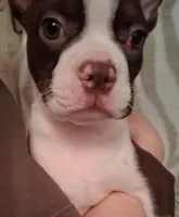 Boy #1 **price reduced**, a male Boston Terrier for sale in Bunker Hill, IL – Photo 1 of 6