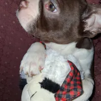 Boy #1, a male Boston Terrier for sale in Bunker Hill, IL – Photo 2 of 5