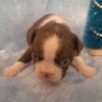 Boy #1, a male Boston Terrier for sale in Bunker Hill, IL – Photo 5 of 5