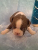 Boy #1, a male Boston Terrier for sale in Bunker Hill, IL – Photo 3 of 3