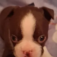 Boy #1, a male Boston Terrier for sale in Bunker Hill, IL – Photo 4 of 5