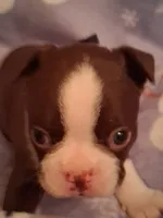 Boy #1, a male Boston Terrier for sale in Bunker Hill, IL – Photo 2 of 3