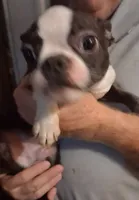 Boy # 2, a male Boston Terrier for sale in Bunker Hill, IL – 2 of 3