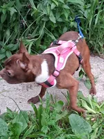 *Breeder Reduction* Violet, a female Boston Terrier for sale in Bunker Hill, IL – 2 of 5