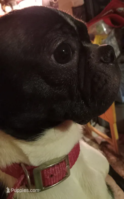 *Breeder Reduction* Willow, a female Boston Terrier for sale in Bunker Hill, IL – 1 of 2