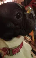 *Breeder Reduction* Willow, a female Boston Terrier for sale in Bunker Hill, IL – 1 of 2