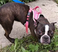 *Breeder Reduction* Begonia (pending), a female Boston Terrier for sale in Bunker Hill, IL – 4 of 6