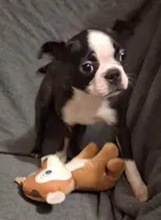 Baby girl, a female Boston Terrier for sale in Bunker Hill, IL – 3 of 4