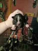 *Breeder Reduction* Willow , a female Boston Terrier for sale in Bunker Hill, IL – 4 of 4