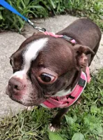**Breeder Reduction** Sweet Pea, a female Boston Terrier for sale in Bunker Hill, IL – 3 of 4