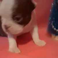 Girl #2, a female Boston Terrier for sale in Bunker Hill, IL – Photo 5 of 5