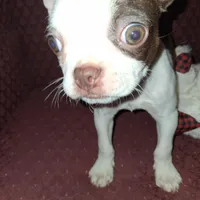 Girl #2, a female Boston Terrier for sale in Bunker Hill, IL – Photo 2 of 5