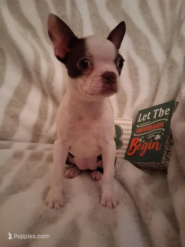 Girl #2 – Boston Terrier puppy for sale in Bunker Hill, IL