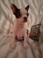 Girl #2, a female Boston Terrier for sale in Bunker Hill, IL – Photo 1 of 5