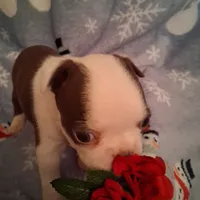 Girl #2, a female Boston Terrier for sale in Bunker Hill, IL – Photo 3 of 5