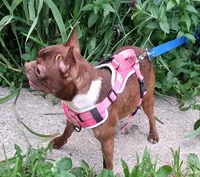 *Breeder Reduction* Violet, a female Boston Terrier for sale in Bunker Hill, IL – 3 of 5