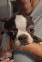Boy # 2, a male Boston Terrier for sale in Bunker Hill, IL – 3 of 3