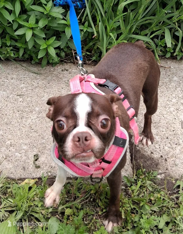**Breeder Reduction** Sweet Pea – Boston Terrier puppy for sale in Bunker Hill, IL