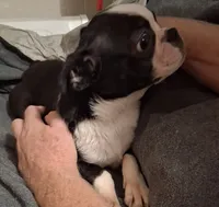 Baby girl, a female Boston Terrier for sale in Bunker Hill, IL – 2 of 4
