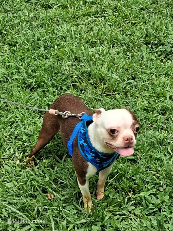 *Breeder Reduction* Oleander – Boston Terrier puppy for sale in Bunker Hill, IL