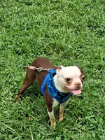 *Breeder Reduction* Oleander, a male Boston Terrier for sale in Bunker Hill, IL – 1 of 5