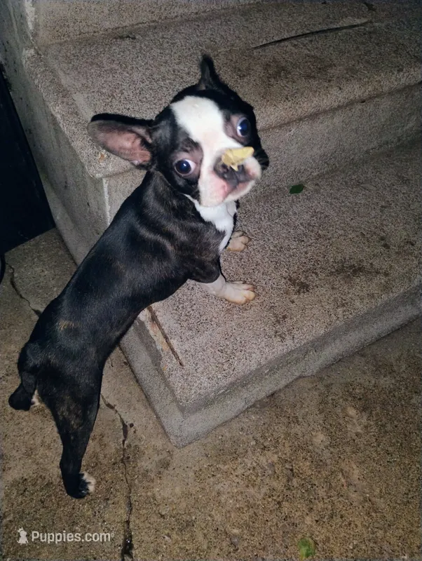 Boy # 2 – Boston Terrier puppy for sale in Bunker Hill, IL