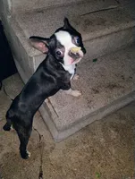 Boy # 2, a male Boston Terrier for sale in Bunker Hill, IL – 1 of 3