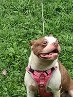 *Breeder Reduction* Bonnie, a female Boston Terrier for sale in Bunker Hill, IL – 3 of 3