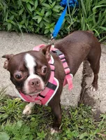 **Breeder Reduction** Sweet Pea, a female Boston Terrier for sale in Bunker Hill, IL – 2 of 4