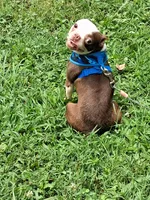 *Breeder Reduction* Oleander, a male Boston Terrier for sale in Bunker Hill, IL – 2 of 5