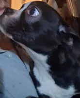 Boy # 1, a male Boston Terrier for sale in Bunker Hill, IL – 2 of 2