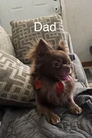 Bonbon , a female Chihuahua for sale in Riverview, FL – Photo 4 of 4