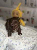 Bonbon , a female Chihuahua for sale in Riverview, FL – Photo 2 of 4