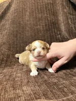 Little Foot, a male Chihuahua for sale in Riverview, FL – 2 of 2
