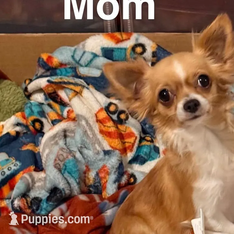 Twix, a male Pomchi for sale in Riverview, FL – Photo 3 of 4