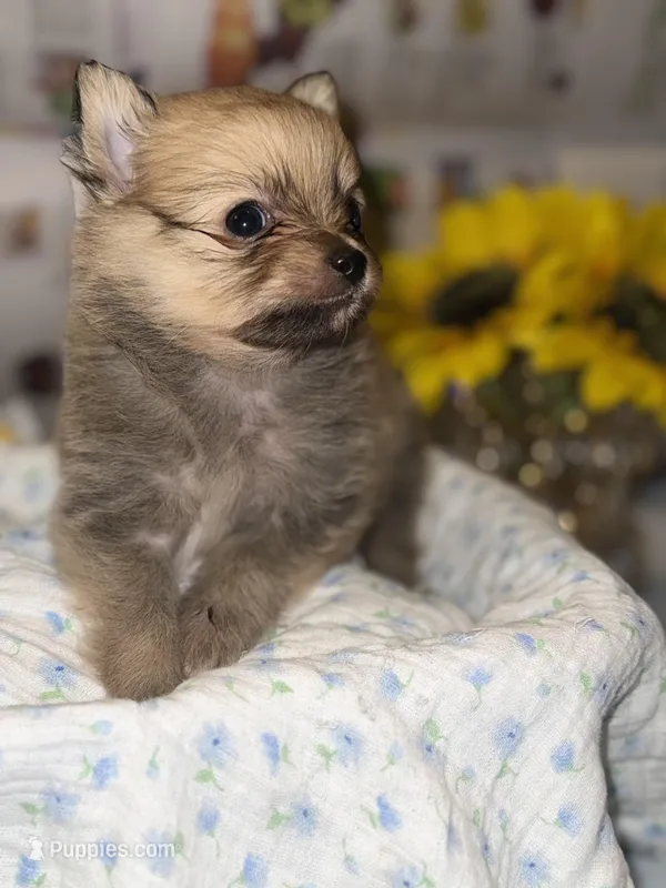 Twix – Pomchi puppy for sale in Riverview, FL