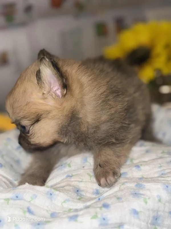 Twix – Pomchi puppy for sale in Riverview, FL