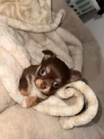 Paisley , a female Chihuahua for sale in Riverview, FL – 2 of 2