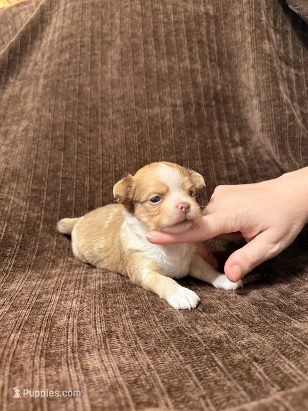 Little Foot – Chihuahua puppy for sale in Riverview, FL