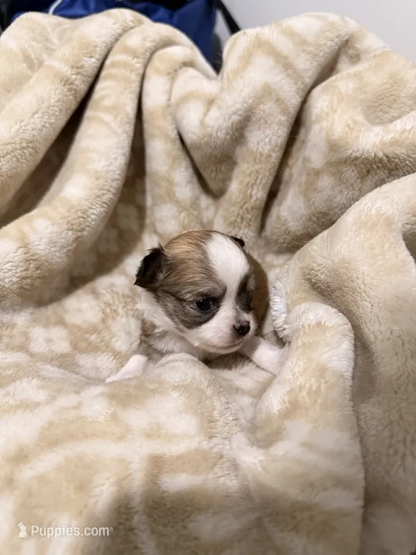 Ducky – Chihuahua puppy for sale in Riverview, FL