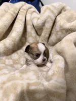 Ducky, a male Chihuahua for sale in Riverview, FL – 1 of 2