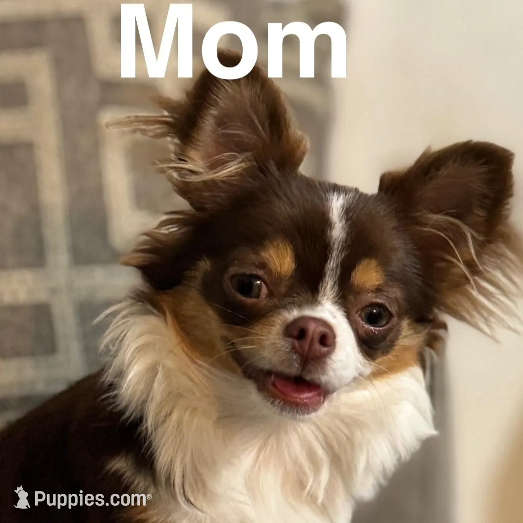 Chip, a male Chihuahua for sale in Riverview, FL – Photo 4 of 4