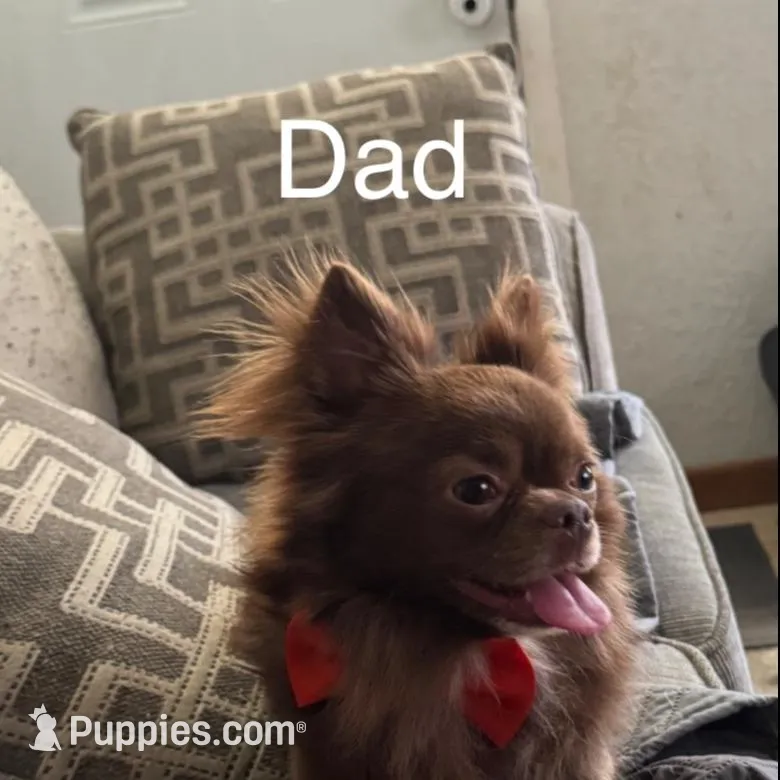 Chip, a male Chihuahua for sale in Riverview, FL – Photo 3 of 4