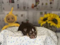 Chip, a male Chihuahua for sale in Riverview, FL – Photo 1 of 4