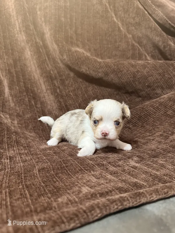 Cera – Chihuahua puppy on hold in Riverview, FL
